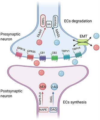 Endocannabinoid System Unlocks the Puzzle of Autism Treatment via Microglia